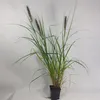 Erba Fontana Red Head 1L Anteprima dell’immagine prodotto 2