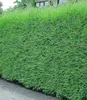 BALDUR Garten immergrün Leyland-Zypressen-Hecke, 1 Pflanze, Produktbild-Vorschau 2