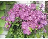 Plamének FloraSelf Clematis hybrid 'Ville de Lyon' 50-70 cm Náhled obrázku produktu 4