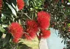 SAFLAX Garden to go - Neuseeländischer Weihnachtsbaum - Produktbild-Vorschau 4