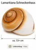 Ryssota otaheitana ab 7,5 cm Schneckenhaus Lamarkiana Produktbild-Vorschau 3