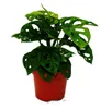 Okenní list - Monstera "Opičí maska" - 12cm květináč Náhled obrázku produktu 1