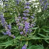 2 piante di Agnus castus (Mönchspfeffer) | Altezza: 30-40 Anteprima dell’immagine prodotto 2
