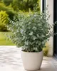 Eucalyptus Cinerea Silver Dollar ok. 60 cm – eukaliptus Podgląd zdjęcia produktu 3