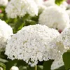 4x Hortensie \'Strong Annabelle\' - Hortensie - Strauch - Produktbild-Vorschau 4
