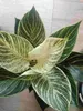 Filodendron White Wave 30-40 cm - stromek přítel - zelený Náhled obrázku produktu 4