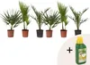 Mieszanka palm ogrodowych - 6 szt - Wysokość 50-70cm - Podgląd zdjęcia produktu 1