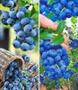 A split image showing blueberries in a basket and on a bush. Produktbild-Vorschau