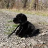 RAPPA Plüsch Labrador schwarz 25 cm ECO-FRIENDLY Produktbild-Vorschau 5