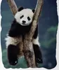Panda Bär - Bettwäsche-Set, Pandabär 135x200 & 80x80 Produktbild-Vorschau 2