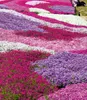 BALDUR Garten 4er Winterharter Bodendecker Phlox-Mix Produktbild-Vorschau 2