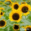 Sonnenblumen-Saatgutpaket - 10 Arten Produktbild-Vorschau 7