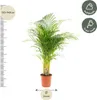 Areca-Palme Dypsis lutescens Ø24cm 130cm Betelpalme Produktbild-Vorschau 10
