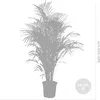 Bloomique - Dypsis Lutescens - Złota palma - Areca - Palma Podgląd zdjęcia produktu 5
