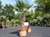 2 Stück im Palmenset Trachycarpus fortunei dicke Stämme 200 Produktbild-Vorschau 5