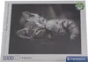 Clementoni Puzzle 39422 - Koťátko (1000 dílků) Náhled obrázku produktu 1