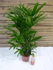 [Palmenlager] XL Rhapis excelsa - Steckenpalme 100-120 cm Produktbild-Vorschau 3