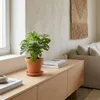 Monstera Adansonii, detta anche "foglia di scimmia", pianta Anteprima dell’immagine prodotto 3