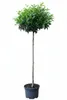 Lorbeerkirsche Hochstamm Kugel 170–180 cm – Prunus Produktbild-Vorschau 3