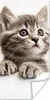 MuchoWow® Poster Katze - Grau - Tiere 60x120 cm - Produktbild-Vorschau 1