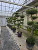 Olivenbaum Formschnitt Olea europea Pon Pon winterhart Produktbild-Vorschau 1