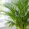 Goldfruchtpalme - pflegeleichte Zimmerpflanze, Areca Dypsis Produktbild-Vorschau 7
