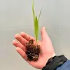 Nasiona palm - zestaw 10 sztuk - Mrozoodporna - Podgląd zdjęcia produktu 6