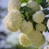 Kalina Koralowa Roseum 2L Podgląd zdjęcia produktu 3