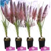 Four potted pink pampas grass plants with fluffy plumes, set against a sky background. Produktbild-Vorschau