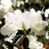 Japanische Azalee ´ENCORE®PURE WHITE´ 20-30 cm, Cont. 3 l Produktbild-Vorschau 3