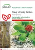 SAFLAX - Pravý kórejský ženšen - Panax ginseng - 10 Semená Náhľad obrázku produktu 1