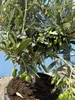 Sunny Tree - Olivenbaum - Olea Europaea in Strauchform - Produktbild-Vorschau 5