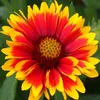6 x Kokardenblume  - Gaillardia 'Arizona Sun'  | Topf 9cm x Produktbild-Vorschau 1
