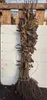 Hainbuche 60–100 cm 1 Stk – Carpinus betulus, Produktbild-Vorschau 2