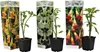 Three potted Brugmansia plants with decorative packaging. Produktbild-Vorschau