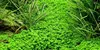 Aquarium Pflanze Hemianthus callitrichoides Wasserpflanzen Produktbild-Vorschau 1