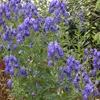6 x podzimní oměj  - Aconitum carmichaelii 'Arendsii'  | Náhled obrázku produktu 1