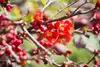 Chaenomeles japonica, Zierquitte, 40–60 cm, leuchtend rot Produktbild-Vorschau 1