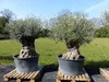 uriger, alter Olivenbaum, knorrige Olive 100 Jahre, Produktbild-Vorschau 5