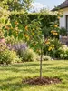 Mirabelle von Nancy 100–120 cm – winterharter Produktbild-Vorschau 3