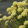 6 x Silbrigblättriges Heiligenkraut - Santolina Produktbild-Vorschau 2