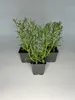 1 Stück, Topf 9cm, Bodendecker Lavendula angustifolia Produktbild-Vorschau 1