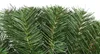 di abete rosso verde naturale 35 cm - Produzione propria Anteprima dell’immagine prodotto 3