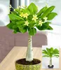 BALDUR Garten Hawaii-Palme, 1 Pflanze, Zimmerpflanze Produktbild-Vorschau 1