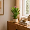 Kurkuma - Curcuma - Höhe ca. 55 cm, Topf-Ø 14 cm Produktbild-Vorschau 3