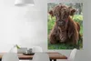 MuchoWow® Poster Schottischer Highlander - Kröte - Tiere Produktbild-Vorschau 2