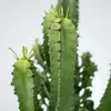 Wilczomlecz wielki - Euphorbia ingens - Wysokość 50-60cm - Podgląd zdjęcia produktu 3