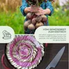 Rote Beete Samen (Chioggia, 35 Korn) - Rote Bete Saatgut Produktbild-Vorschau 3
