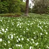 Stauden Gänge 100 x Vinca minor 'Alba' - Weißes Kleines / Produktbild-Vorschau 5