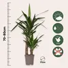 Jukka - Yucca elephantipes - Wysokość 70-80cm - ⌀17cm Podgląd zdjęcia produktu 2